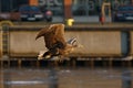 White-tailed eagle - a beautiful, biggest Polish eagle in all its glory Royalty Free Stock Photo