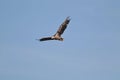 White-tailed eagle - a beautiful, biggest Polish eagle in all its glory Royalty Free Stock Photo