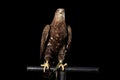 White-tailed eagle, Birds of prey isolated on Black background Royalty Free Stock Photo