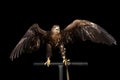 White-tailed eagle, Birds of prey isolated on Black background Royalty Free Stock Photo