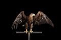 White-tailed eagle, Birds of prey isolated on Black background Royalty Free Stock Photo