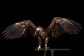 White-tailed eagle, Birds of prey isolated on Black background Royalty Free Stock Photo