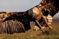 White-tailed eagle captured in mid-flight, with its expansive wingspan spread wide Royalty Free Stock Photo