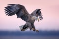 White-tailed eagle captured in mid-flight, with its expansive wingspan spread wide Royalty Free Stock Photo