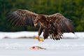 White-tailed Eagle with catch fish in snowy winter, snow in forest habitat, landing on ice. Action wildlife winter scene from Euro Royalty Free Stock Photo