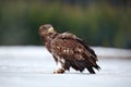 White-tailed Eagle with catch fish in snowy winter, snow in forest habitat, sitting on ice. Action wildlife winter scene from Euro Royalty Free Stock Photo