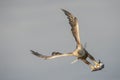 White-tailed Eagle with catch. Royalty Free Stock Photo