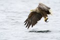 White-tailed Eagle Royalty Free Stock Photo