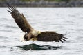 White-tailed Eagle catching fish. Royalty Free Stock Photo