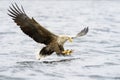 White-tailed Eagle catching fish. Royalty Free Stock Photo