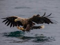 White-tailed eagle catching a fish at the Isle of Mull Royalty Free Stock Photo
