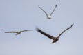 White-tailed eagle chased by gulls