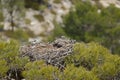 White-tailed Eagle chicks in the nest Royalty Free Stock Photo