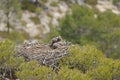 White-tailed Eagle chicks in the nest Royalty Free Stock Photo