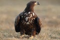 White-tailed Eagle