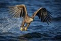 White tailed eagle eating a freshly caught fish