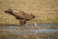 White tailed eagle eating a freshly caught fish Royalty Free Stock Photo