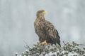 White tailed Eagle in falling snow. Royalty Free Stock Photo