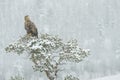 White tailed Eagle in falling snow. Royalty Free Stock Photo