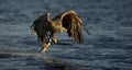 White-tailed Eagle fishing Royalty Free Stock Photo