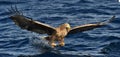 White-tailed eagle fishing. Adult white-tailed eagle Haliaeetus albicilla, also known as the ern, erne, gray eagle, Eurasian sea Royalty Free Stock Photo