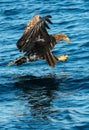 White-tailed eagle fishing. Blue Ocean Background Royalty Free Stock Photo