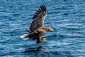 White-tailed eagle fishing. Blue Ocean Background. Royalty Free Stock Photo