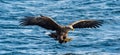 White-tailed eagle fishing. Blue Ocean Background Royalty Free Stock Photo