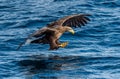 White-tailed eagle fishing. Blue Ocean Background. Royalty Free Stock Photo