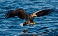 White-tailed eagle fishing. Blue Ocean Background. Royalty Free Stock Photo