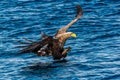 White-tailed eagle fishing. Blue Ocean Background. Royalty Free Stock Photo