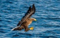 White-tailed eagle fishing. Blue Ocean Background. Royalty Free Stock Photo