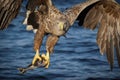 White-tailed eagle fishing Royalty Free Stock Photo