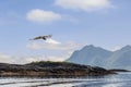 Against the Nordic skyline, an eagle soars above the rugged coastline of the Lofoten Islands Royalty Free Stock Photo