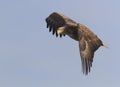 White tailed eagle flies in the sky Royalty Free Stock Photo