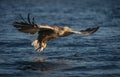 White-tailed Eagle In Flight