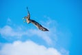 White-tailed eagle in flight. Adult white-tailed eagle, Scientific name: Haliaeetus albicilla, also known as the ern, erne, gray Royalty Free Stock Photo