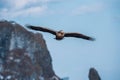 White-tailed eagle in flight. Adult white-tailed eagle, Scientific name: Haliaeetus albicilla, also known as the ern, erne, gray Royalty Free Stock Photo