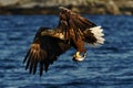 White-tailed eagle in flight, eagle with a fish which has been just plucked from the water, Scotland