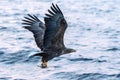 White-tailed eagle in flight with fish plugged from sea at sunrise,Hokkaido, Japan, majestic sea eagle with big claws aiming to ca