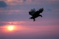 White-tailed eagle in flight, eagle with a fish which has been just plucked from the water in Hokkaido, Japan, silhouette of eagle