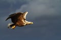 White-tailed eagle in flight, eagle with a fish which has been just plucked from the water, Scotland