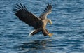 White-tailed eagle in flight, fishing. Adult white-tailed eagle, Scientific name: Haliaeetus albicilla, also known as the ern, Royalty Free Stock Photo