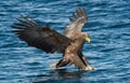 White-tailed eagle in flight, fishing. Adult white-tailed eagle, Scientific name: Haliaeetus albicilla, also known as the ern, Royalty Free Stock Photo