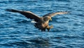 White-tailed eagle in flight, fishing. Adult white-tailed eagle, Scientific name: Haliaeetus albicilla, also known as the ern, Royalty Free Stock Photo