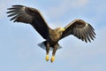White-tailed eagle in flight, fishing. Adult white-tailed eagle Haliaeetus albicilla, also known as the ern, erne, gray eagle, E Royalty Free Stock Photo