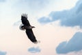 White-tailed eagle in flight, eagle flying against colorful sky with clouds in Hokkaido, Japan, silhouette of eagle at sunrise,