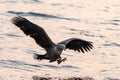 White-tailed eagle in flight hunting fish from sea,Hokkaido, Japan, Haliaeetus albicilla, majestic sea eagle with big claws aiming