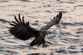 White-tailed eagle in flight hunting fish from sea,Hokkaido, Japan, Haliaeetus albicilla, majestic sea eagle with big claws aiming