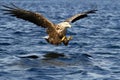 White-tailed eagle in flight hunting fish from sea,Norway,Haliaeetus albicilla, majestic sea eagle with big claws aiming to catch